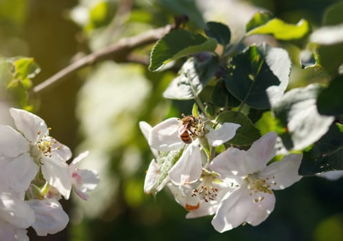 Bee on a flower of the white cherry blossoms in spring