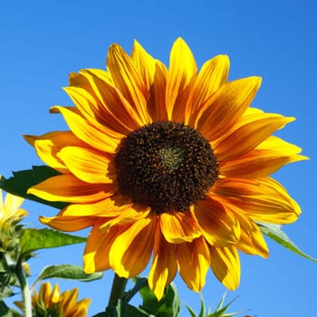 Close-up of a colorful sunflower with dew drops in blue sky backgraund