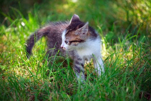 Cute little cat playing on the grass
