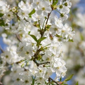 white flowers blooming on cherry tree branch, springtime