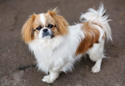 Funny red-haired pekingese dog look in camera
