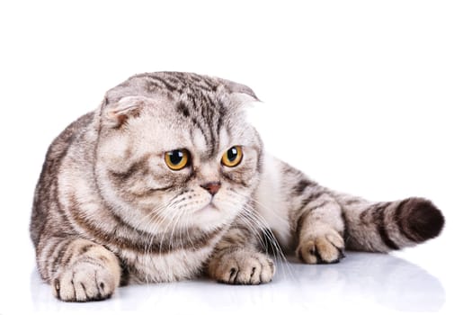 cute Scottish fold cat bicolor stripes isolated  on white background