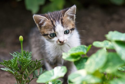 gray little kitten walking on the garden