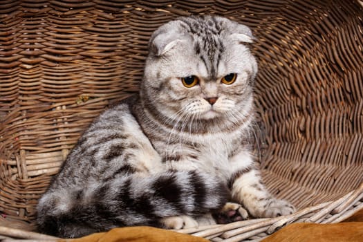 Beautiful bicolor stripes cat with yellow eyes Scottish Fold Sits in a wooden basket