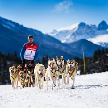 SARDIERES VANOISE, FRANCE - JANUARY 20 2016 - the GRANDE ODYSSEE the hardest mushers race in savoie Mont-Blanc, Daniel JUILLAGUET, sweeden musher, Vanoise, Alps