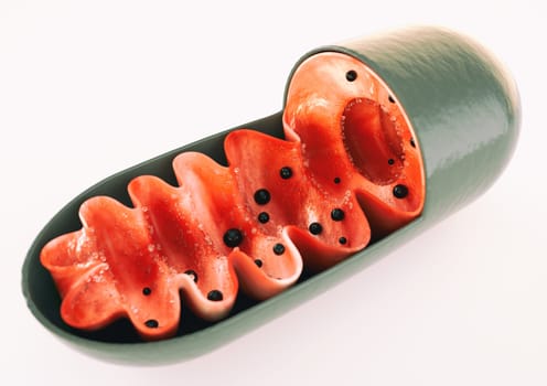 Anatomy of a mitochondria cell