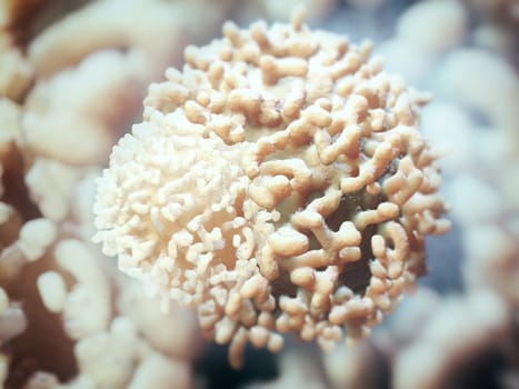 Cancer cell in close up