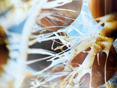 anatomical close-up of human brain cells
