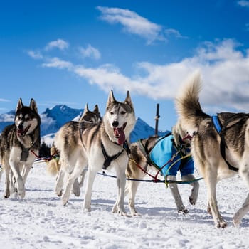 musher dogteam driver and Siberian husky at snow winter competition race in forest