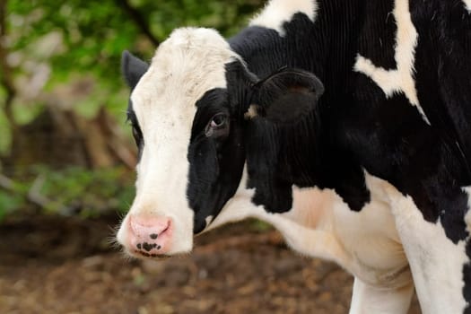 Cow in the pasture