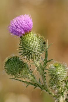 Thistle