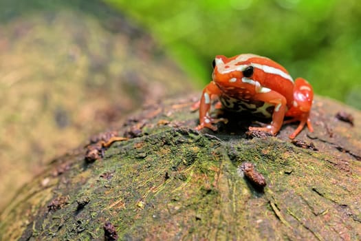 phantasmal poison frog in terrarium