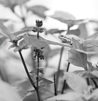 Black and White grayscale image of Australian Green Tree Frog on Basil leaf in organic garden