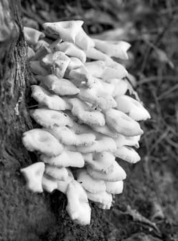 Black and white image of Layers of Australian oyster mushrooms Pleurotus ostreatus colony growing on an old gum tree stump in eucalypt forest