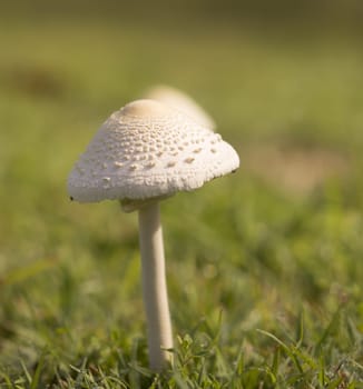 tall young mushroom after rain growing in green grass field