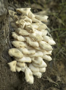 Layers of Australian oyster mushrooms Pleurotus ostreatus colony growing on an old gum tree stump in eucalypt forest