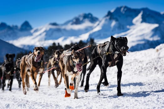 musher dogteam driver and Siberian husky at snow winter competition race in forest