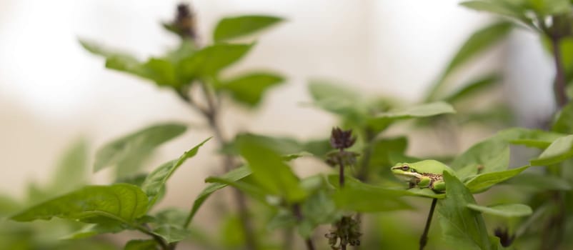 Panorama View of Camouflage ability of Australian green tree frog, color matching on green basil leaves in garden