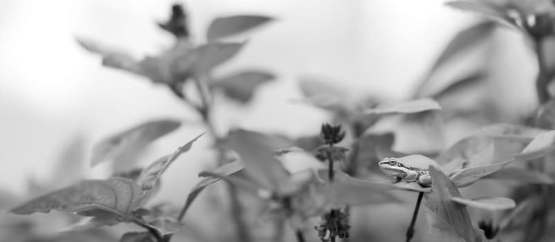 Panoramic Black and White grayscale image of Australian Green Tree Frog on Basil leaf in organic garden