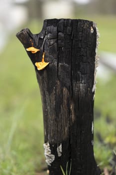 Australian Landscape Burnt Black Eucalypt Gum Tree Stump with orange Bracket Fungi
