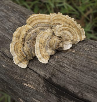 Australian Polypore Mushroom Trametes versicolor or bracket fungus called Rainbow Fungus, Rainbow Bracket, or Turkey Tails