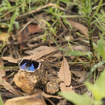 Beautiful Australian butterfly Junonia orithya known as blue angus or blue pansy with distinct eyespots on hindwing resting on a rock in its natural environment.