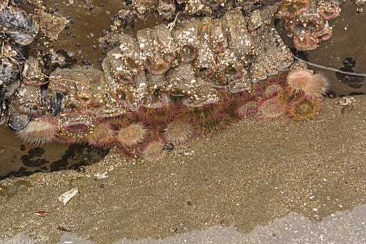 Aggregate Sea Anemone in a Tidepool on the Oregon Coast near Coos Bay, Oregon