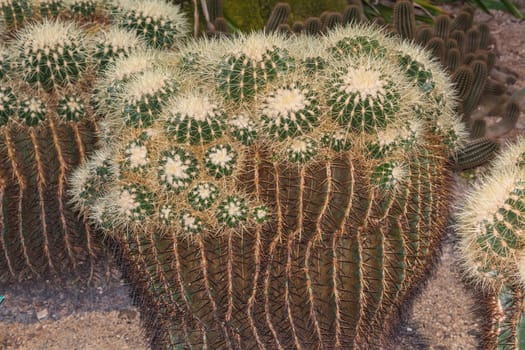 Cactus. Different green cacti with thorns and many small long green spines.