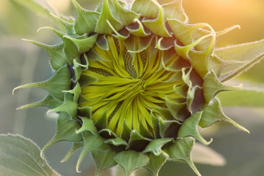 closeup blooming sunflower beauty in nature