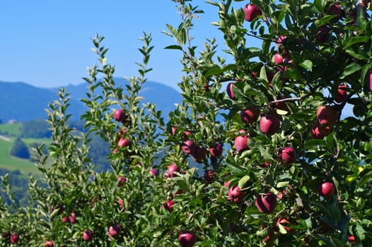 red apples on the tree - red apples on tree