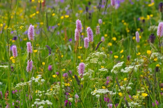 Mountain meadows in spring - spring flower meadows in mountains in many colours