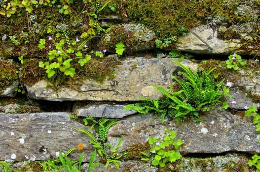 Brown striped fern - maidenhair spleenwort 02