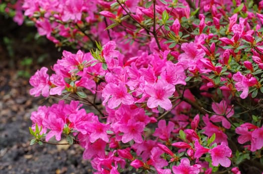 Azalee in pink in spring - azalea in pink in jump