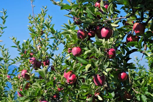 red apples on the tree - red apples on tree