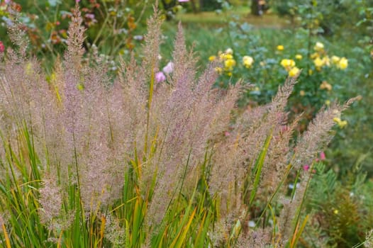 Diamond grass in autumn - Calamagrostis brachytricha ornamental grass in autumn