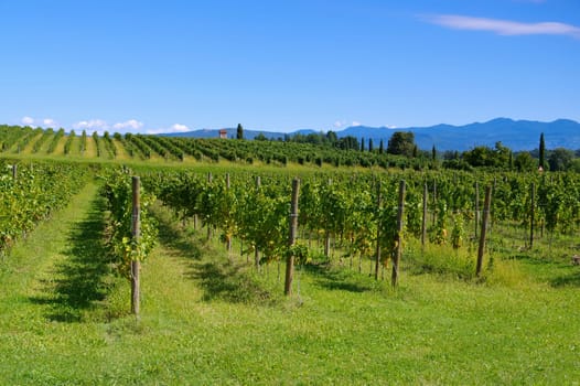 Friuli Vineyards in Northern Italy - Friuli vineyards in northern Italy
