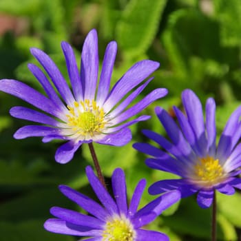 Anemone blue - Grecian windflower 02