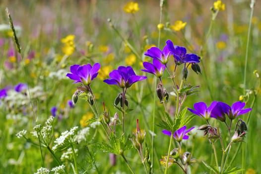 Mountain meadows in spring - spring flower meadows in mountains in many colours