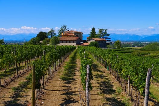 Friuli,Winery in Northern Italy - Friuli vineyard estate in Northern Italy