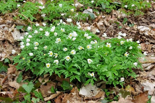 Anemone 17