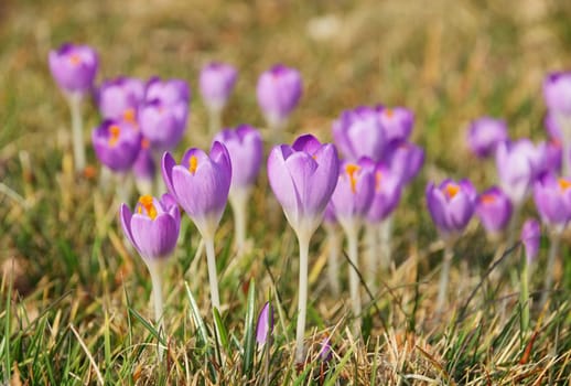 Crocus - Crocus 111