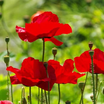 Gossip poppy - corn poppy 48