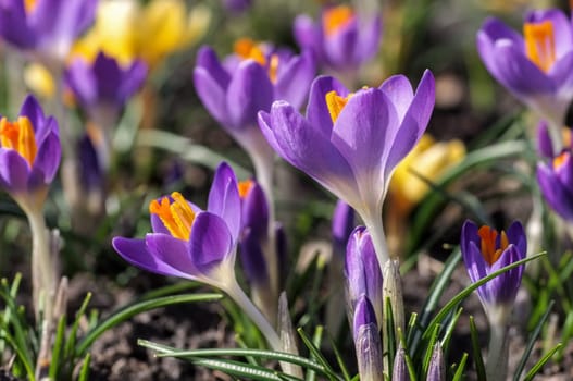 Crocus - Crocus 137