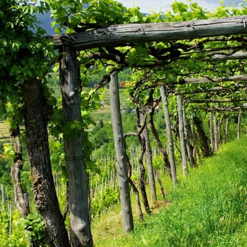 Liguria Vineyard - Liguria vineyard 01