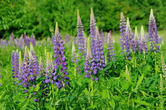 Lupine - lupin 13
