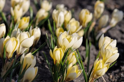 Crocus Romance - the Crokus is called Romance