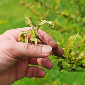 Crimping disease - Leaf curl 07