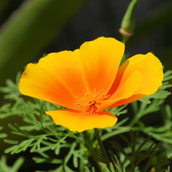 California poppy - California poppy 33
