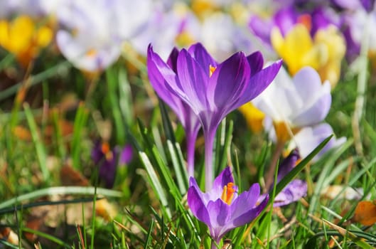 Crocus - Crocus 115