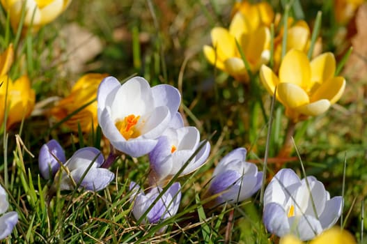 Crocus yellow - Crocus yellow 06